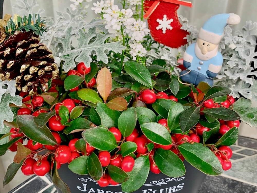 冬のクリスマスの植物イラスト セット クリスマス ボタニカル デザイン要素パック お祝いのクリスマスの装飾 植物の枝 フローラ 葉Premiumベクトル素材