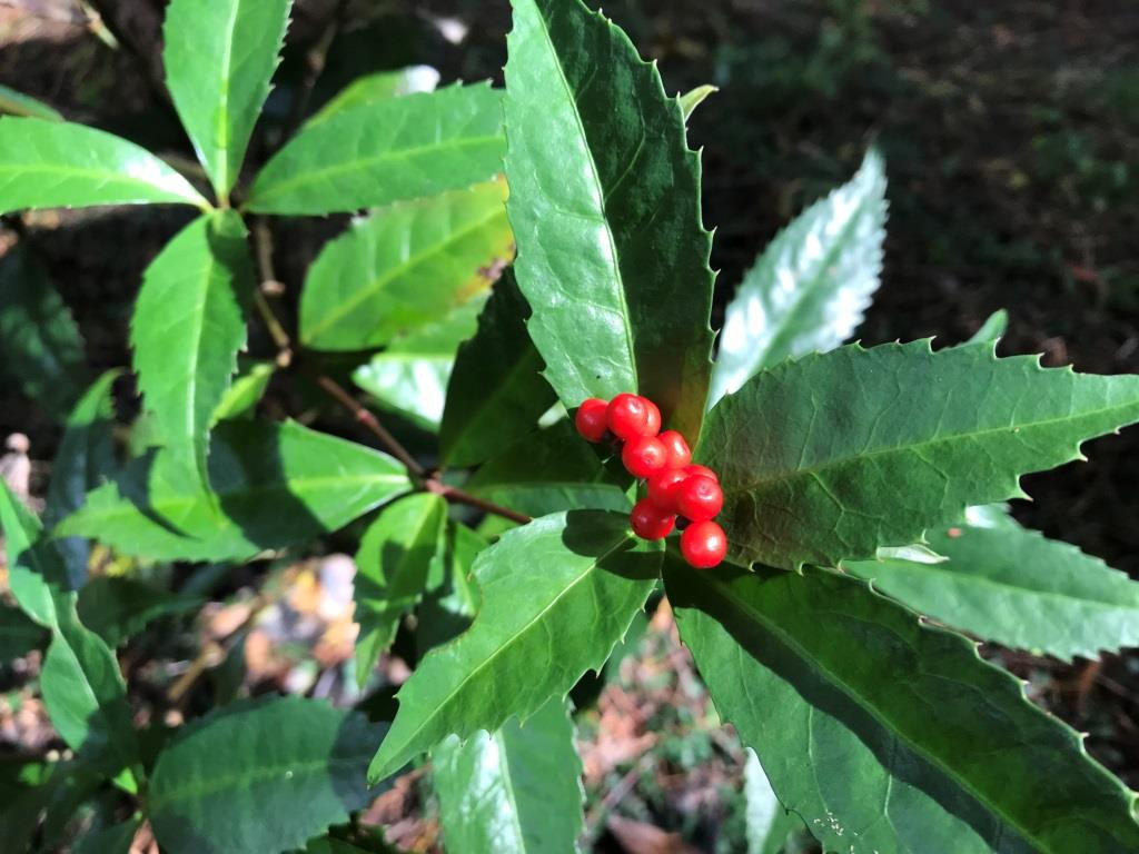 お花屋さんで買える！お正月の赤い実、名前わかりますか？ お正月の花飾り 切花情報サイト ハナラボノート