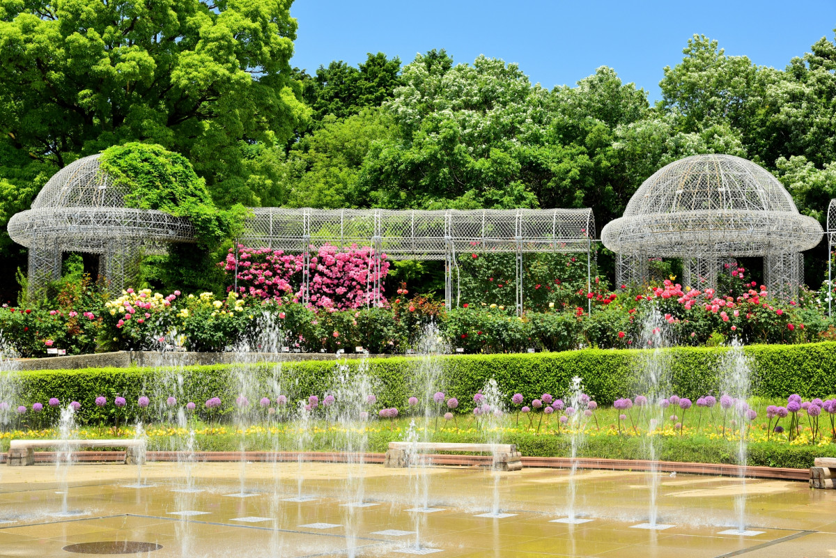 フラワーガーデン泉「オリーブフェア」4月下旬まで開催中-みんなの趣味の園芸