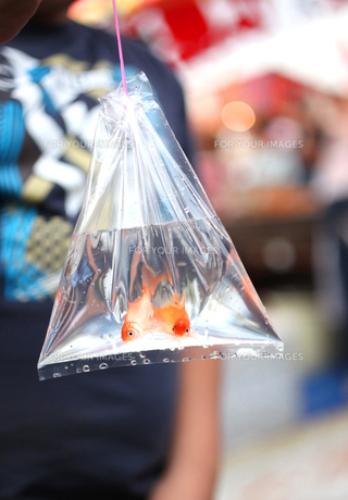 夏祭りで人気の金魚 育て方や歴史を解説！屋台家 千寿堂 お祭りのケータリングサービス