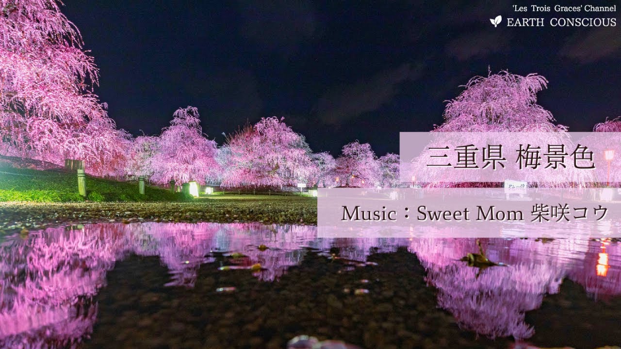 色とりどり梅の花 いなべ市農業公園梅林「梅まつり」2025年見頃時期と開花状況・アクセスと駐車場 三重県いなべ市カタスミ日記