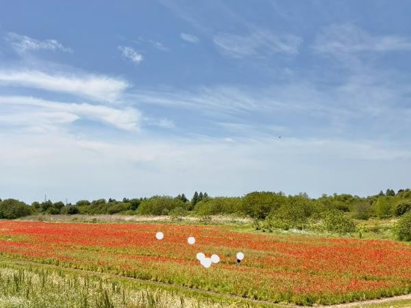 鴻巣市 自慢のポピー畑に異変が。今年の「こうのす花まつり」はちょっと特別になりそう。 とまこ- エキスパート - Yahoo!ニュース