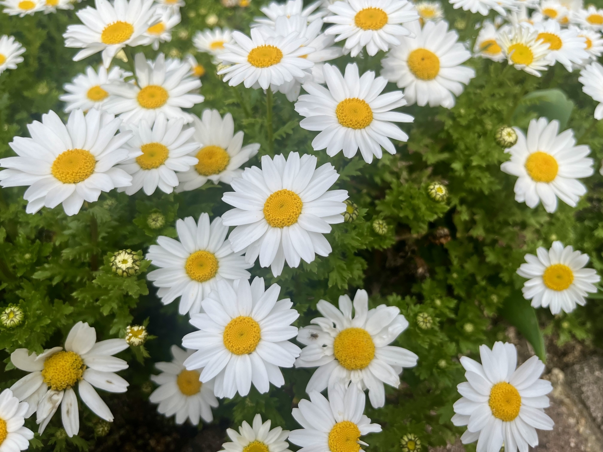 4月1日の誕生花は？オダマキの花言葉・由来を紹介お花のギフト通販 ブルーミーストア