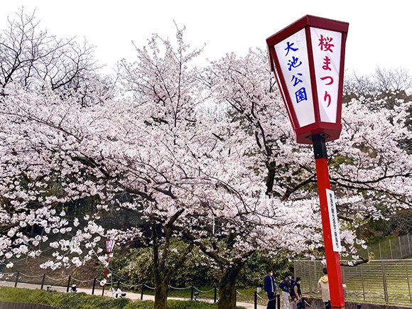 愛知県東海市 大池公園桜まつり2019
