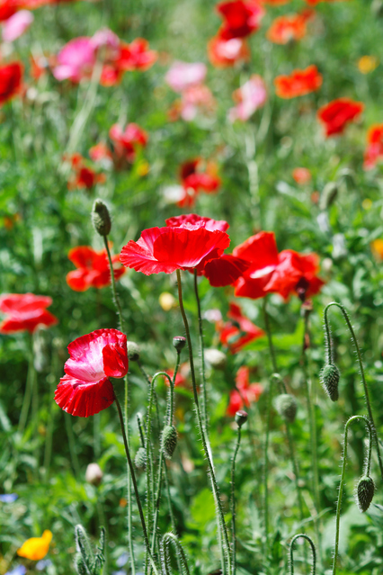 街にあふれるポピーとリメンブランス・サンデー - 倫敦月 アラビア月