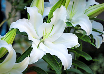 楽天市場 敬老の日プレゼント・ギフト特集アレンジメント・リース・花束