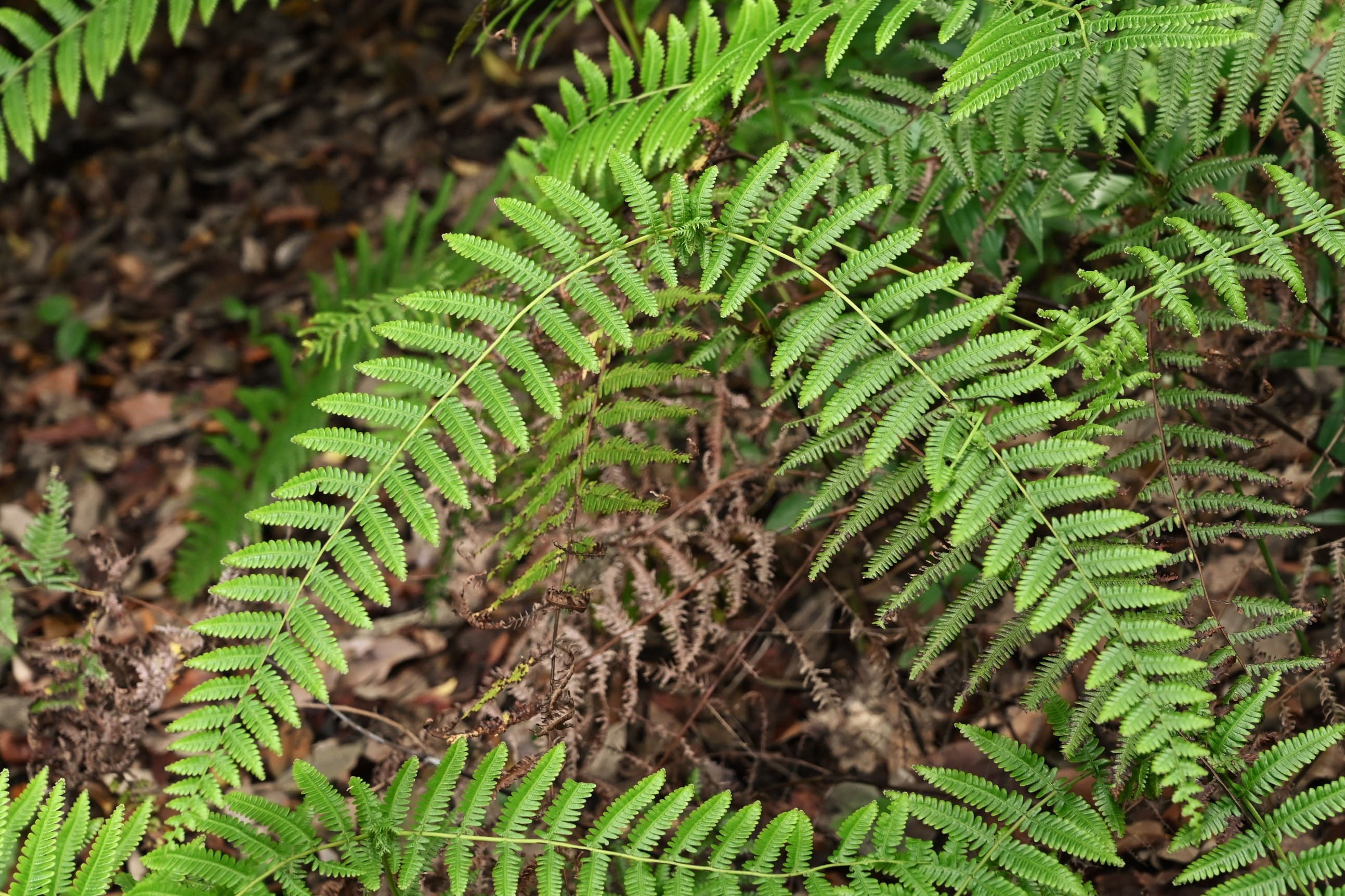 基礎知識 お正月に使う『お飾り』の種類をまとめました。切花情報サイト ハナラボノート