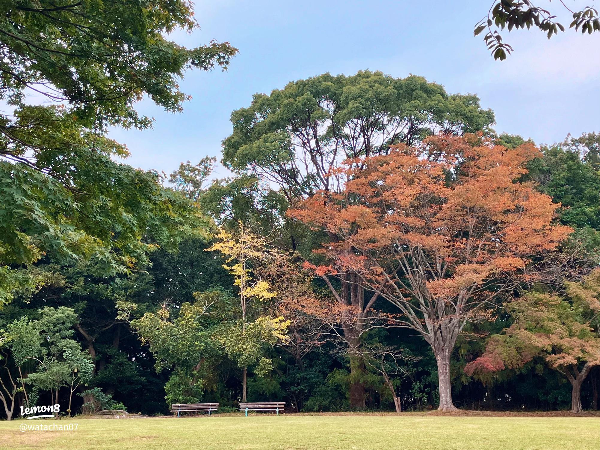 おしゃピク ピクニック ダフメイ弁当 ピクニック準備 スタバ新作 vlog