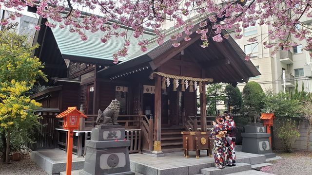蔵前神社の満開のミモザと早咲き桜 東京都の写真素材FYI07589358ストックフォトの Qlean Market キュリンマーケット