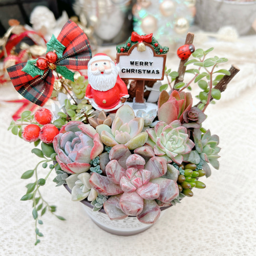 プロが解説 クリスマスにぴったり！１鉢で華やかさ続くブーケのような12月の寄せ植えGardenStoryガーデンストーリー