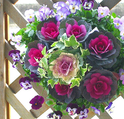 葉牡丹はお正月を過ぎても♪POPOのブログ