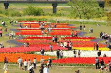 花火×夜桜×チューリップ♡ 3月30日 土曜日 20時より、 直方リバーサイドパーク にて花火を打ち上げます！！ さらに、チューリップフェア期間中は夜桜のライトアップも開催します。遠賀川を花火、夜桜、チューリップで彩りますので、ぜひお越しください♪花火は15分