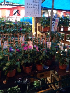 入谷朝顔まつり」のお知らせ法住山 要伝寺日蓮宗 寺院ページ