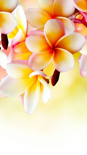 本当に効いた恋のおまじない待ち受け！強力＆即効で恋愛成就を叶える！BJTブログ ライフスタイル