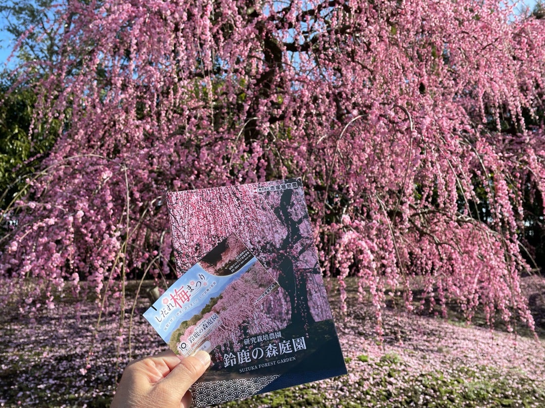 鈴鹿の森庭園 しだれ梅まつり SUZUKA FORESTGARDEN〜名神大津ＳＡ60周年日本で最初のサービスエリアで大阪王将🥟食って帰路へ HDR