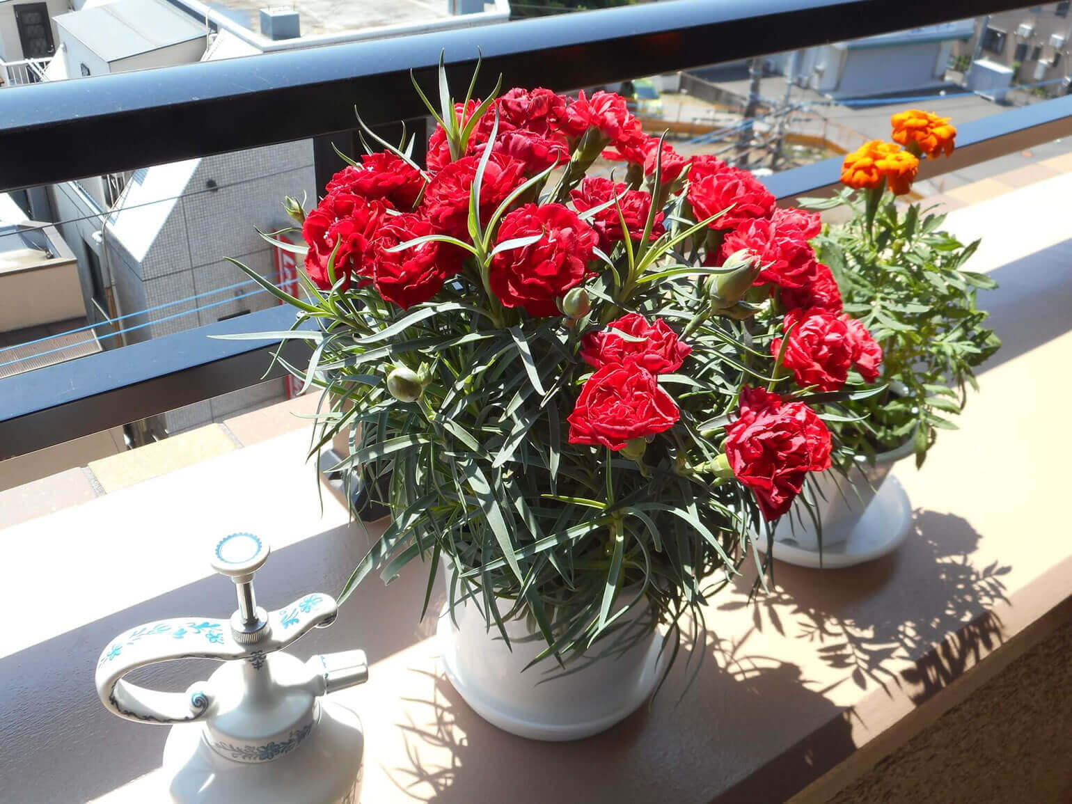 カーネーションの花言葉は本数で変わる？色別・本数別の花言葉をご紹介！胡蝶蘭・スタンド花のプレミアガーデン