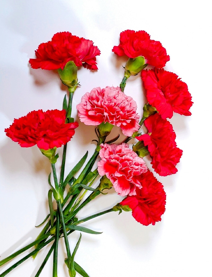カーネーションの育て方・お手入れ方法花・花束を贈るなら第一園芸オンラインショップ