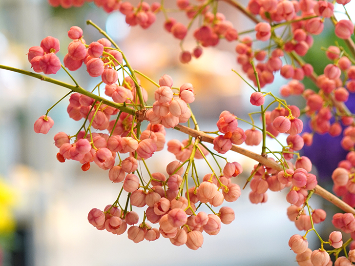 冬に赤い実のなる木6選！名前や特徴を簡単解説します気になる話題アラカルト