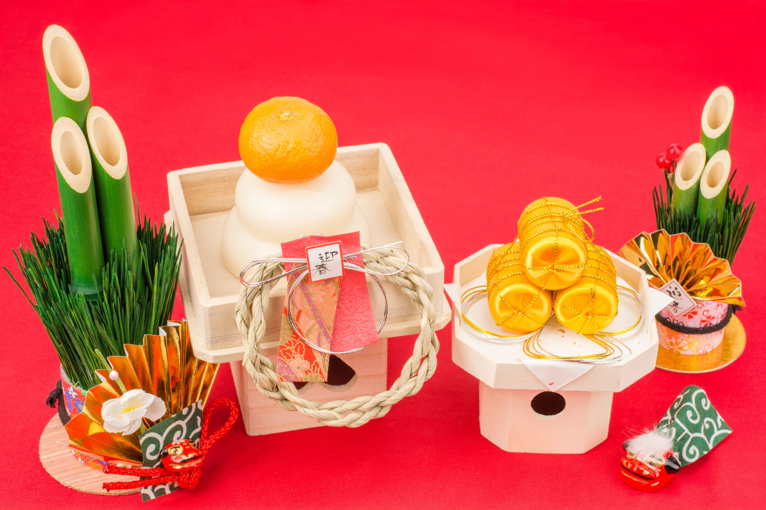 三重県総合博物館 ユズリハ Daphniphyllum macropodum ウラジロ Gleichenia japonica