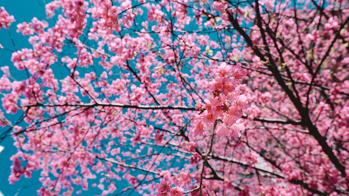 弘前さくらまつりにぎわい創出事業 - 弘前市