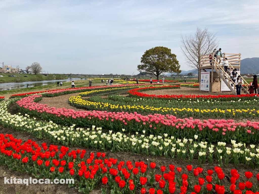 のおがたチューリップフェア2025：春の訪れを彩る、15万球のチューリップ畑