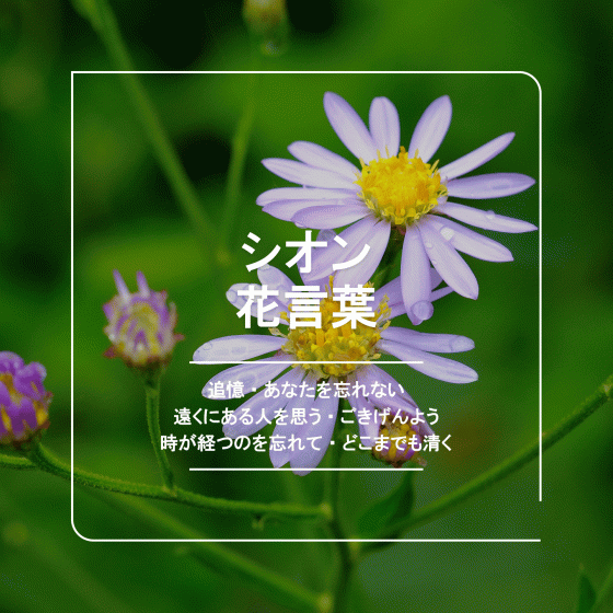 10月12日の誕生花は？ガーベラやゼラニウムの花言葉・由来を紹介お花のギフト通販 ブルーミーストア