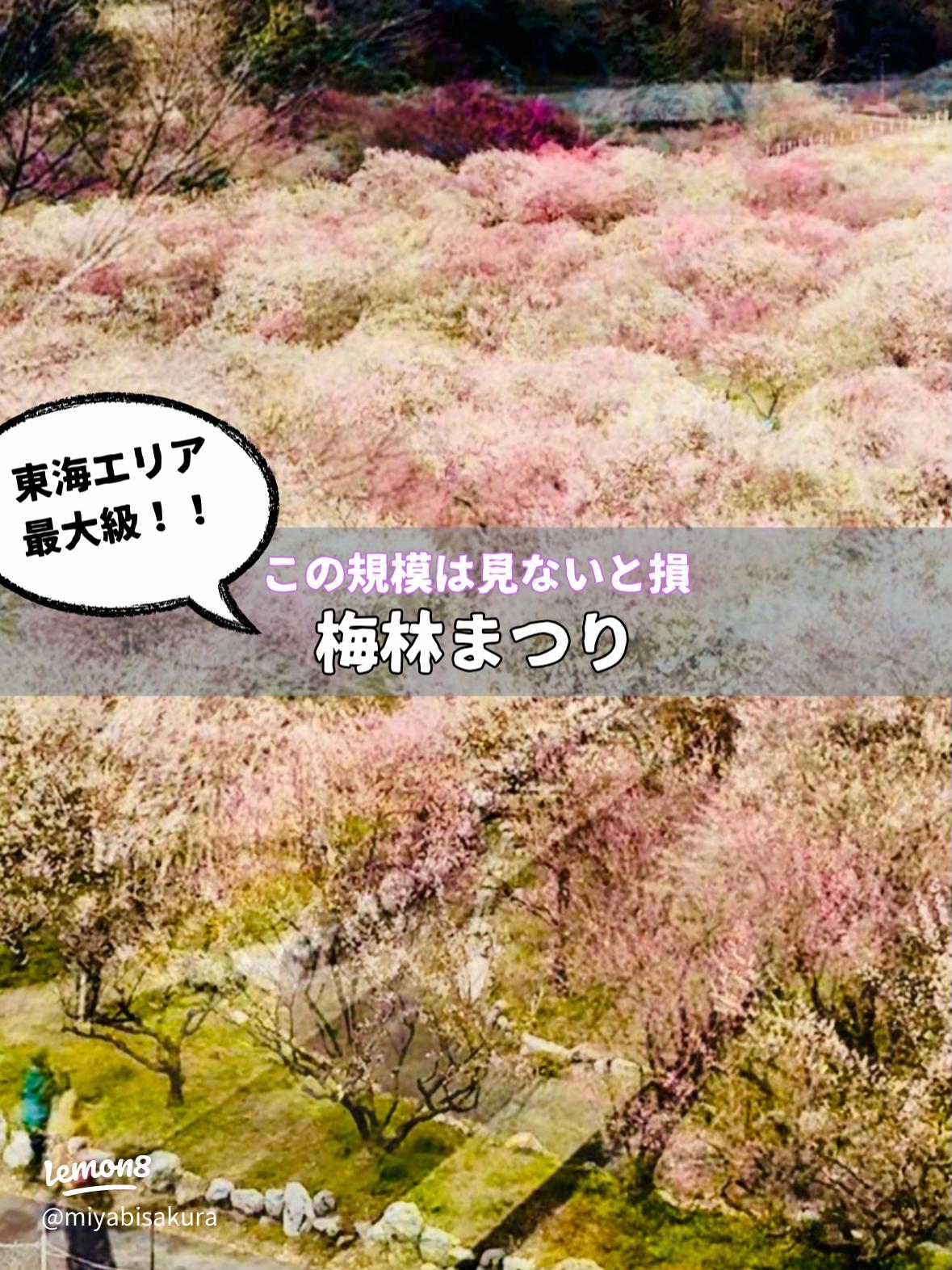 かざはやの里 梅まつり2025を徹底解説 🌸 開花状況・見頃の時期・駐車場を紹介します三重フォトギャラリ