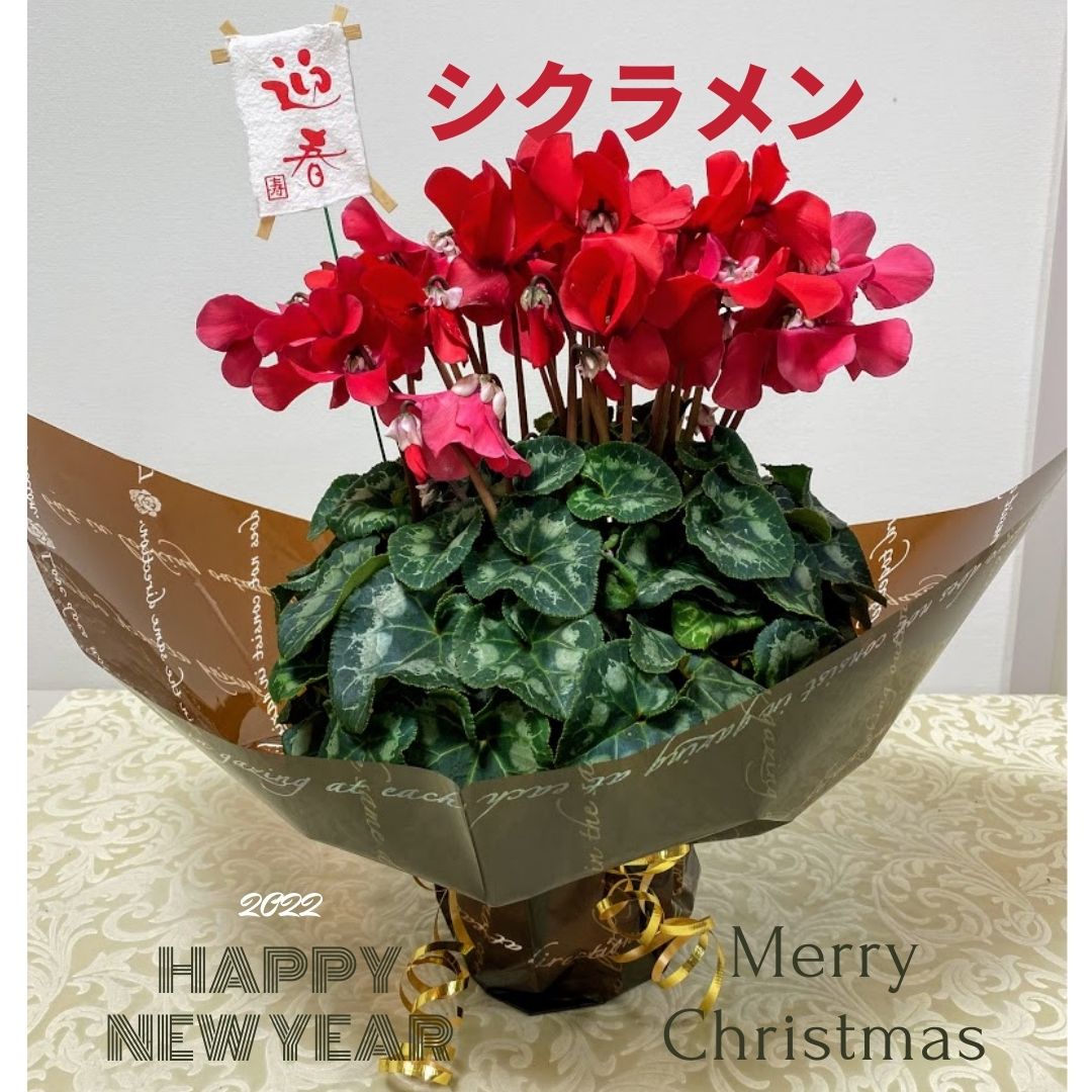 クリスマス シクラメンのおしゃれなアレンジ・飾り方のインテリア実例RoomClip ルームクリップ