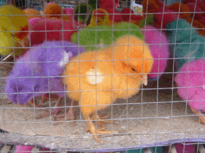 楽天市場 お祭り 屋台 ひよこの通販