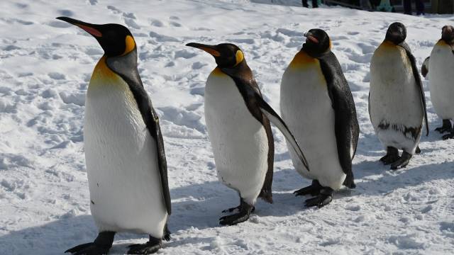 毎日使える雪だるま スノーマン スタンプ - LINE スタンプLINE STORE