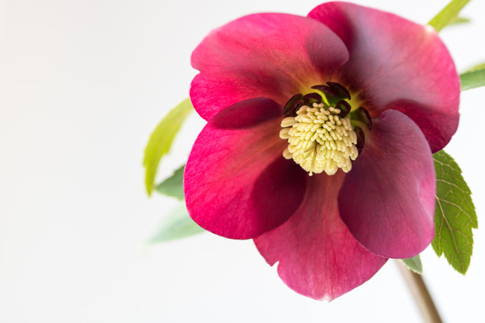 ポインセチアの育て方 クリスマスにおなじみの真っ赤な花、ポインセチア。育て方のポイントは？植物とあなたをつなぐPlantia