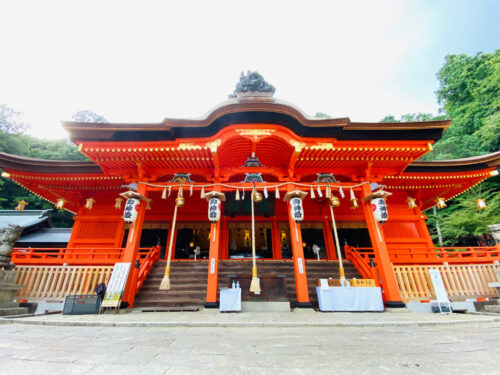 吉備津神社の大銀杏ライトアップ、福山市で鮮やか見ごろ