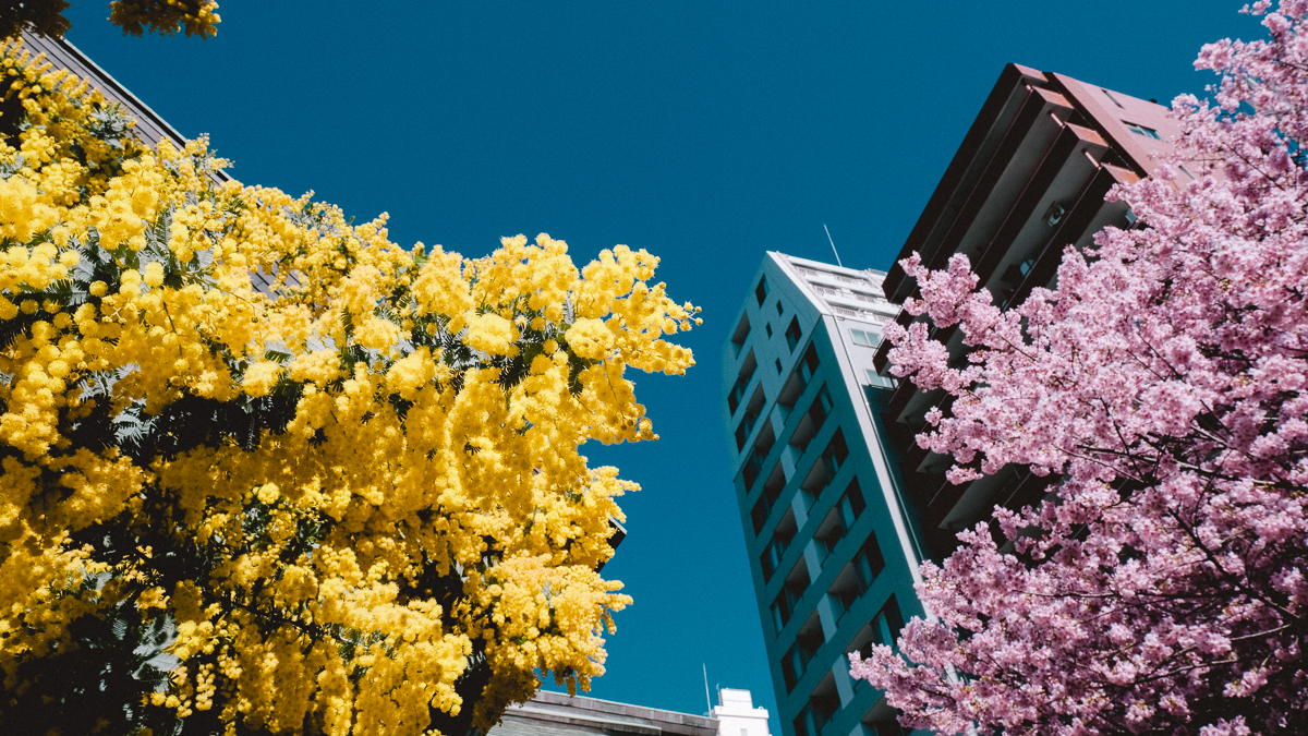 現在蔵前桜は七分咲きで見頃になってきました！ 今週来週が見頃だと思います🥺ここは朝10時頃までビルで遮られて朝早く撮った写真に日が入らないので加工で日を追加してます🙇‍♂️ ※過去picです！ 黄色ミモザとピンクの蔵前桜 と濃いピンクの寒緋桜が見れる場所なので見