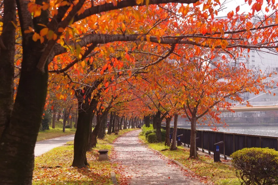 秋のおしゃピク攻略法 写真映えアイテム＆簡単テクニックを徹底解説！No.136 陽佳大学生エディターズnon-no web