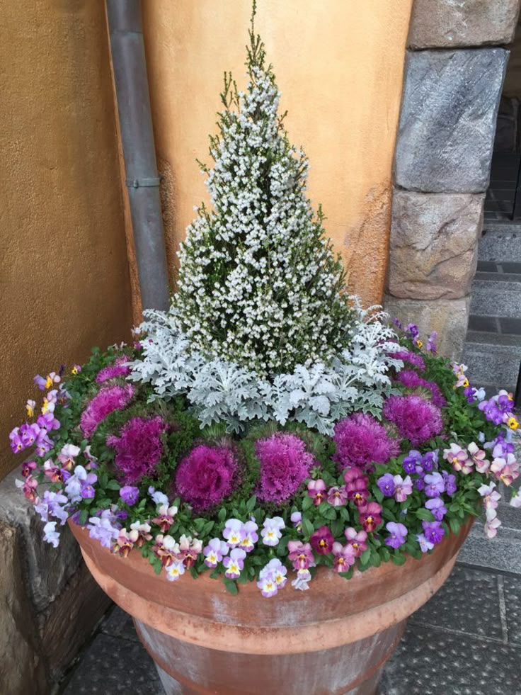 ガーデニング クリスマスの寄せ植えにピッタリのシクラメンとは 3色カラーで単独でもOKmappysgarden- エキスパート -Yahoo!ニュース