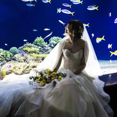 城崎マリンワールド - 先日、ドルフィンタンクでドルフィンウェディングが行われました！！イルカたちもお祝いしましたよ。 ドルフィンウェディングhttp:www.kinparo.com wedd index.htmlFacebook