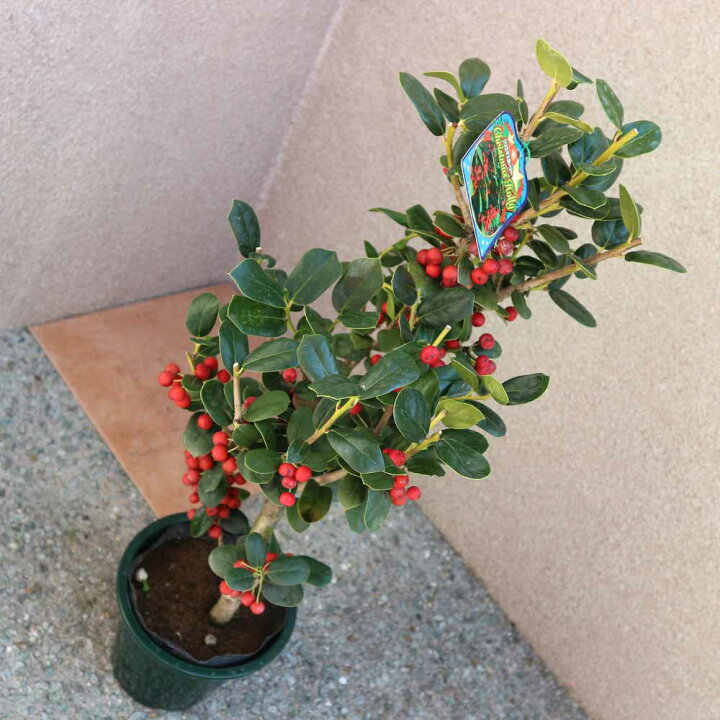 クリスマスホーリー園芸日記by天野麻里絵みんなの趣味の園芸194695