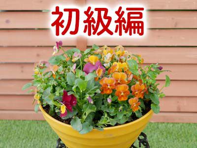 初心者・中級者向け! お正月まで楽しめる寄せ植え♪冬のアレンジ方法を伝授します 初心者向けガーデニング園芸チャンネル