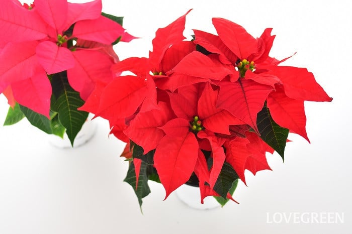 お花屋さんで買える！クリスマスの赤い実3種、名前わかりますか？切花情報サイト ハナラボノート