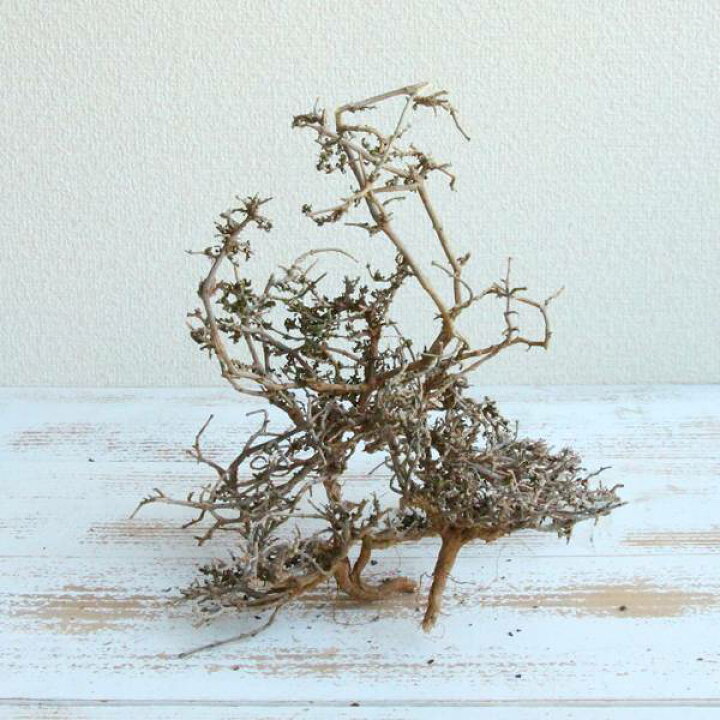 christmasハーバリウム・christmasリースセット 楽天市場 クリスマス ドライフラワー 花材 小さめ レジン ハーバリウム セット花材セットリース キャンドル サシェ 素材 材料 手作り ハンドメイド リングピロー フラワーアレンジ 1000円ポッキリ 送料無料 : 多肉植物