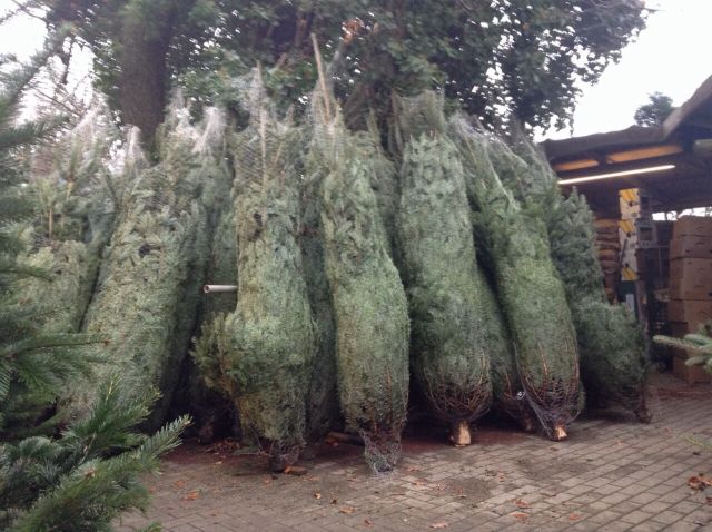 あすなろの木って落ちこぼれの木？ 世界一のクリスマスツリー オピニオンＤ デイリースポーツ online