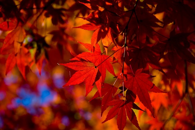 挨拶状のいろは － 挨拶状の基本形式