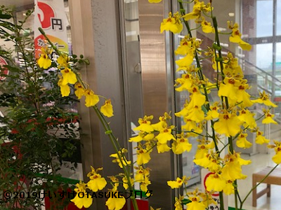 小さな可憐なお花がトレンド感あり。蘭の一種「オンシジウム」を使ったウェディングブーケ特集marry マリー