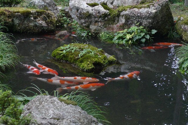 個別「20220402213142」の写真、画像 - 20220305 11 霊梅寺 - ovanrei's fotolife