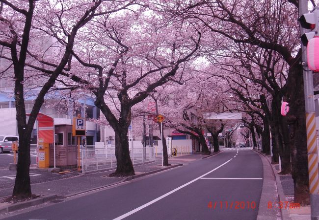 松戸・常盤平で「さくらまつり」－日本の道100選2.2キロの桜並木 - 松戸経済新聞