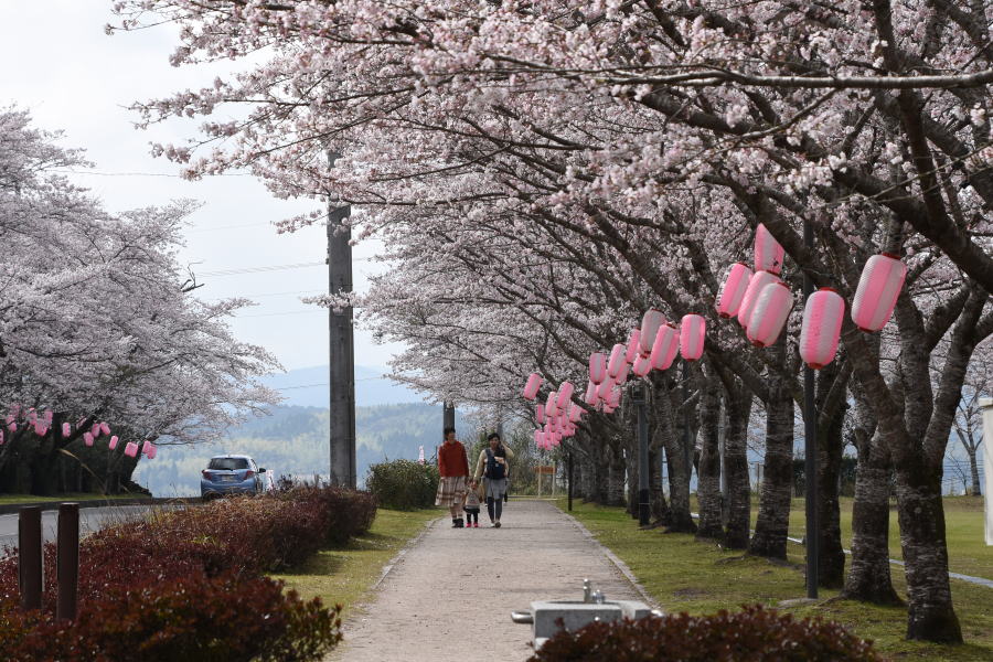 忠元公園日本さくら名所に選ばれたお花見スポット 伊佐たびらい