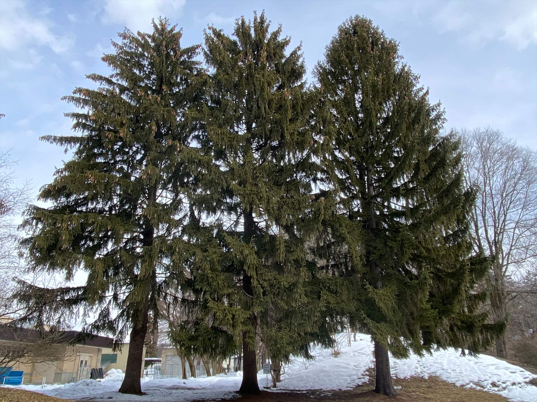 ドイツ伝統のクリスマスを楽しむための9つのポイントELLE DECORエル・デコ