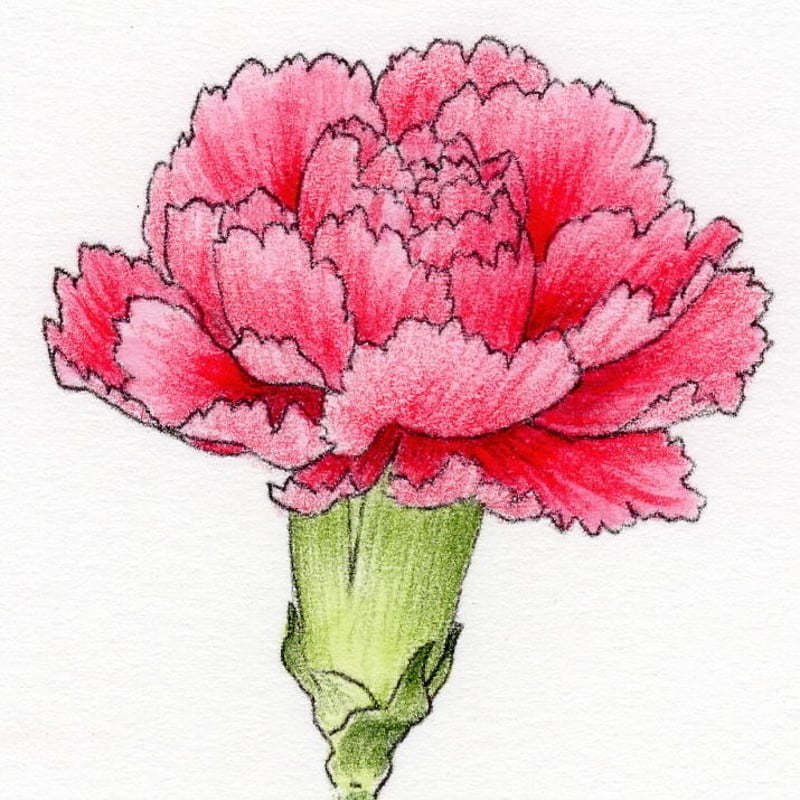 カーネーション 大 : タイトルポップ販促物・販促通販の POP GALLERY ポップギャラリ