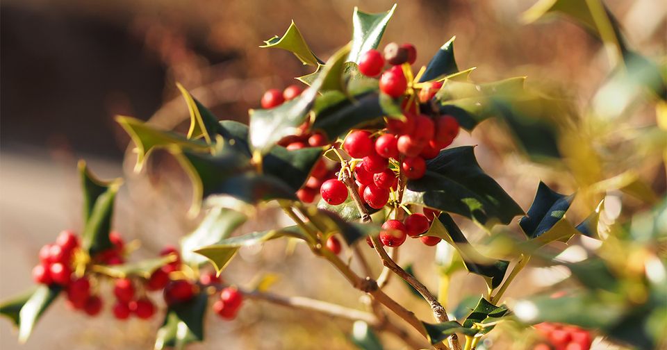 クリスマスの植物の素材イラスト - No: 23124141無料イラスト・フリー素材なら「イラストAC」