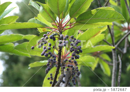 お正月飾りに使われるというユズリハってなに？どこに使われている？ - 正月飾りブログ